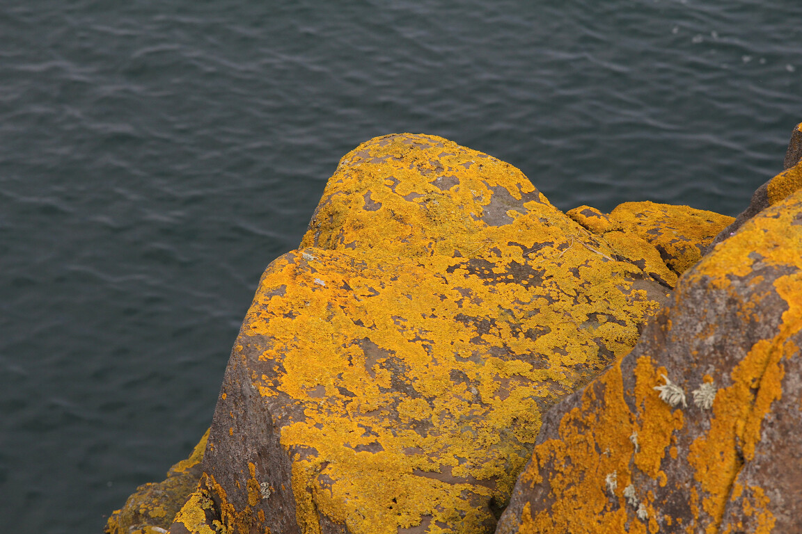 Lichen, Dunstanburgh Castle, Northumberland